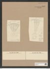Arachnodiscus sp. (de-Toni-Nr.: Genus 204) Zeichnungen Sammlung Grunow Nr. 9005 (NHMW-BOT-W0378711)